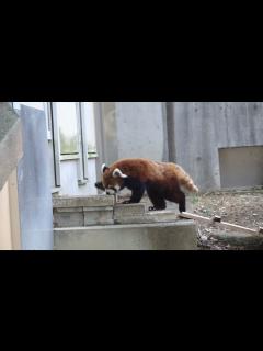 [x]風太くん レッサーパンダ 千葉市動物公園にて 2022年3月5日 00278 - YouTube