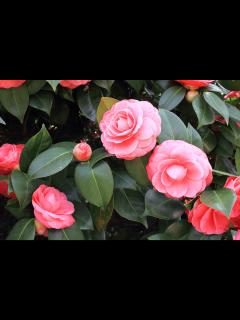 [x]庭木として人気があるツバキ（椿）の正しい育て方は？ 特徴や種類を解説！ | GardenStory (ガーデンストーリー)