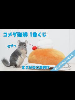 [x]コメダ珈琲のシロノワールをチンチラにプレゼントするためにまさかの 万円！？ - YouTube