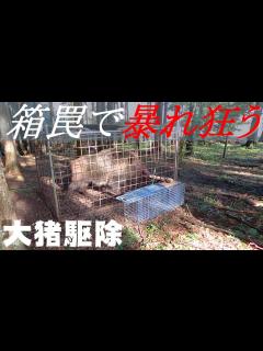 [x]罠にかかったデカ猪の捕獲【デカ猪