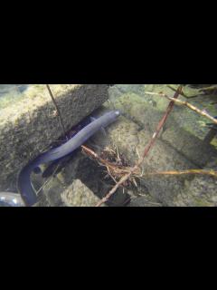 [x]2016年3月 巨大ニホンウナギ 天然物 水中映像 - YouTube