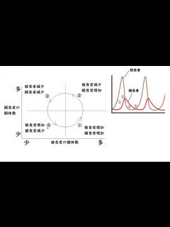 [x]食物連鎖・捕食者と被食者の個体数の変化【生態系】 高校生物基礎 - YouTube