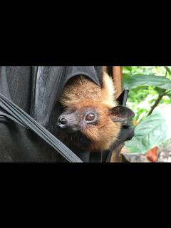 [x]ライルオオコウモリ（フルーツコウモリ）Pteropus lylei - YouTube