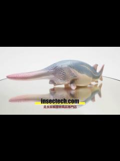 [x]【動物の惑星】ハシナガチョウザメ Psephurus gladius フィギュア - YouTube