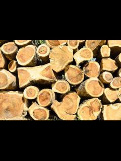 [x]蓝柏木高清图片下载-正版图片322171290-摄图网