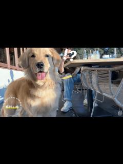 [x]犬の性格と星座の関係 #内海聡 #悪阻 【世界一嫌われ医者】 - YouTube
