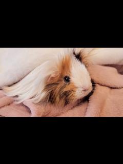 [x]くるみが虹の橋に旅立ちました。 - YouTube