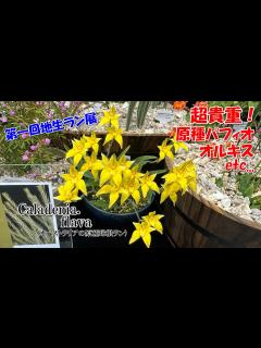 [x]新出気鋭の若きラン栽培家が主催！色や形が面白すぎる球根ランの数々 購入品紹介もあります！第一回地生ラン展編 - YouTube
