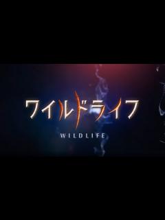 [x]ワイルドライフ 自然写真家 野生へのまなざし PR動画 - YouTube