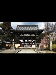 [x]梅宮大社(京都)の境内と庭園：Umenomiya Taisha (Kyoto, Japan) - YouTube